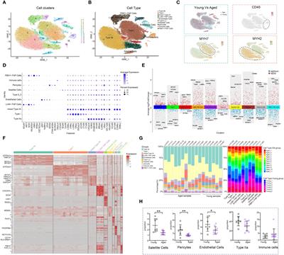 Characterizing the skeletal muscle immune microenvironment for sarcopenia: insights from transcriptome analysis and histological validation